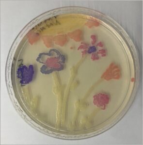 Agar Art